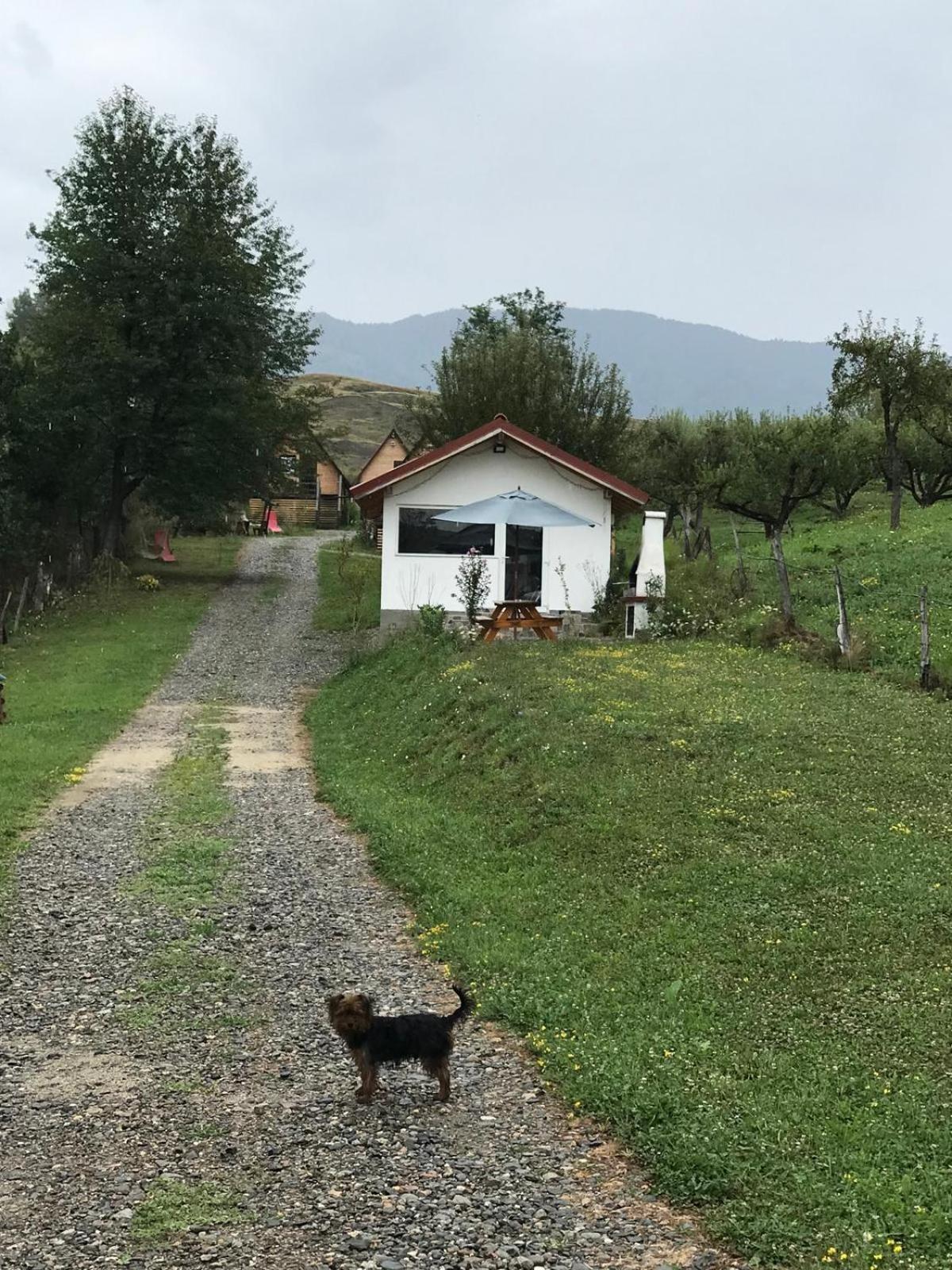 Cabanele Lu' Dinu Curtea de Argeş Exteriér fotografie